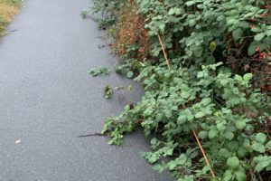 Überwachsener Weg
